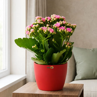Kalanchoe Pink Flowers With Variety Pots