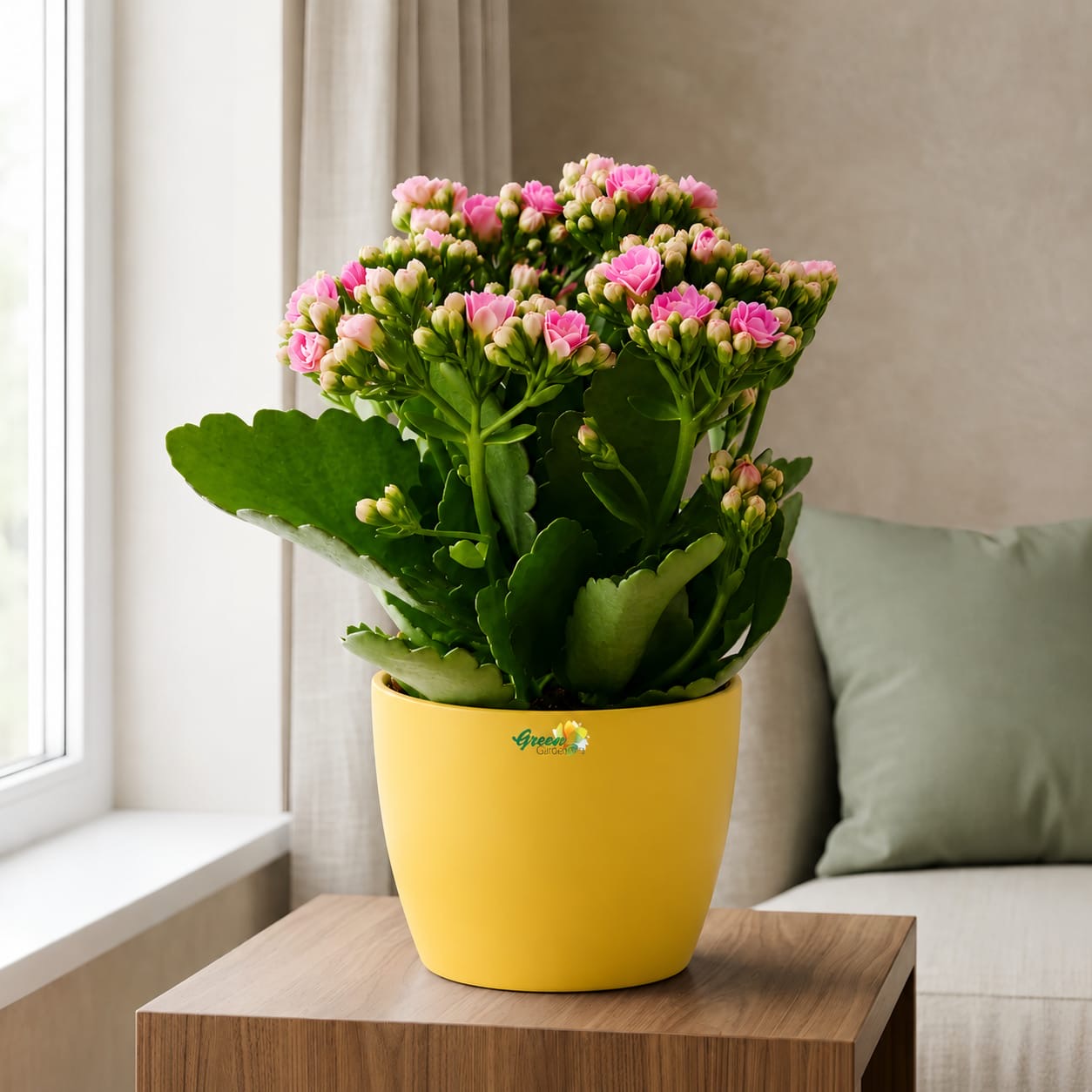 Kalanchoe Pink Flowers With Variety Pots