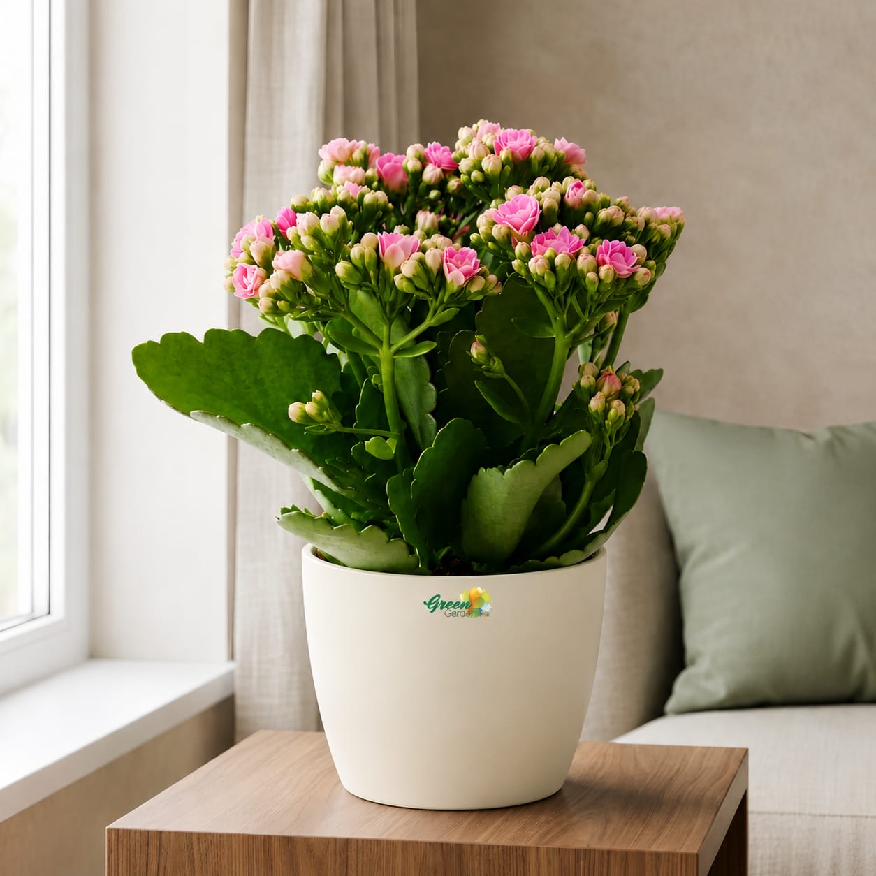 Kalanchoe Pink Flowers With Variety Pots