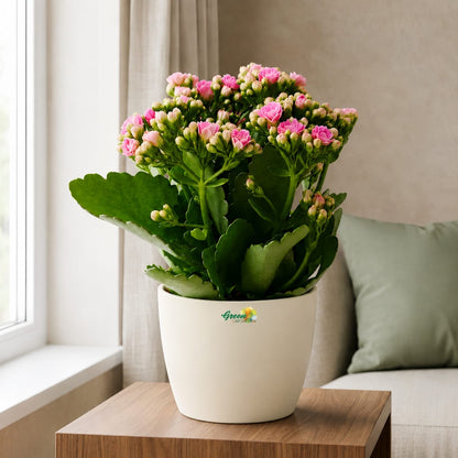 Kalanchoe Pink Flowers With Variety Pots