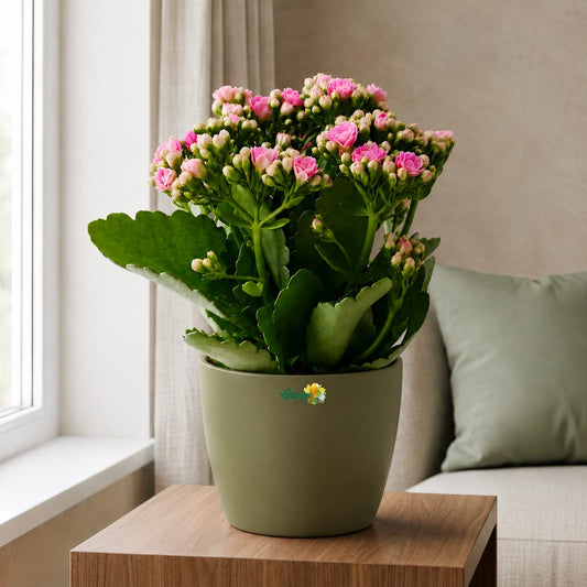 Kalanchoe Pink Flowers With Variety Pots