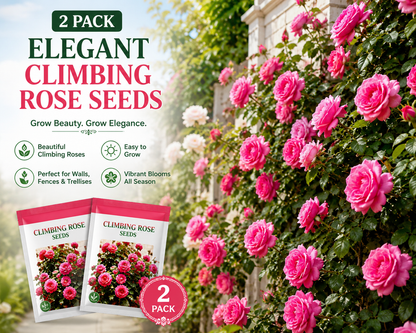 Elegant Climbing Rose Flower Seeds ( Pack Of 2 )