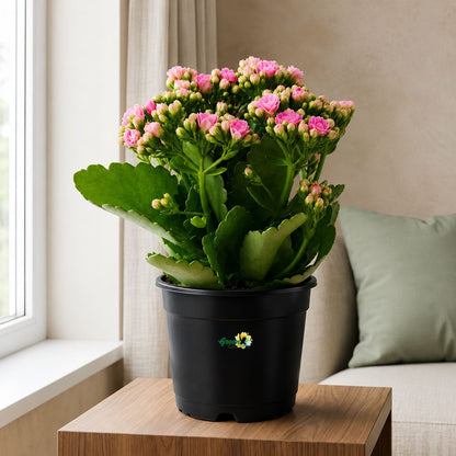 Kalanchoe Pink Flowers With Variety Pots