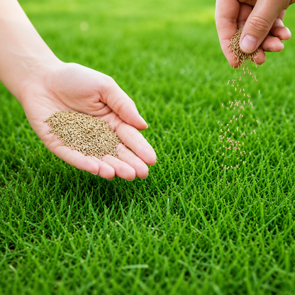 "Grass Seeds Hybrid Best For Your Beautiful Home Gardening
